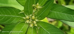 Euphorbia heterophylla