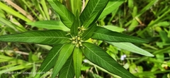 Euphorbia heterophylla