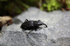 Sphenophorus costipennis