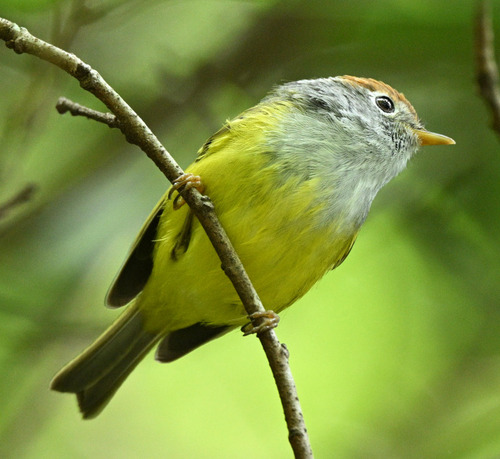 Chestnut-crowned Warbler
