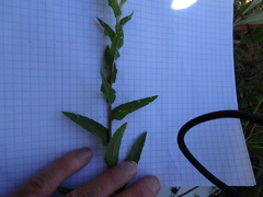 Oenothera heterophylla