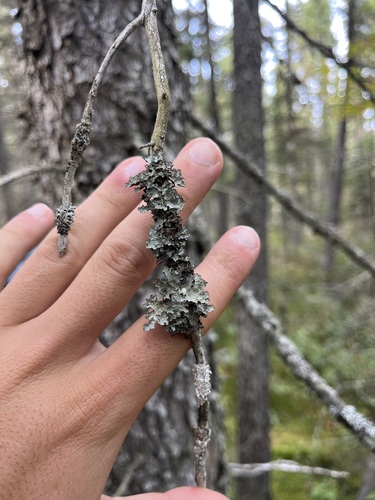 Platismatia tuckermanii observed 2026-09-26