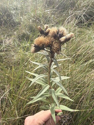 Smooth Ironweed