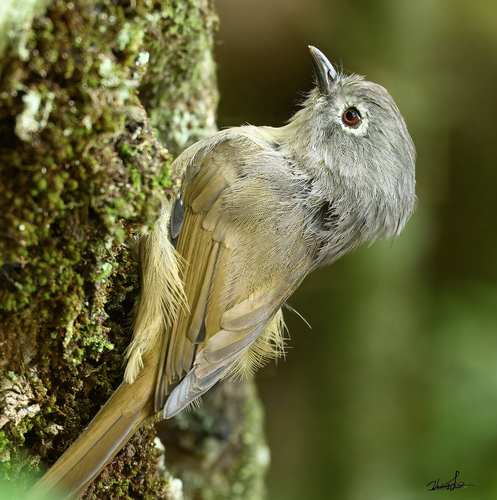 Huet's Fulvetta