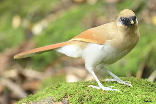 Buffy Laughingthrush