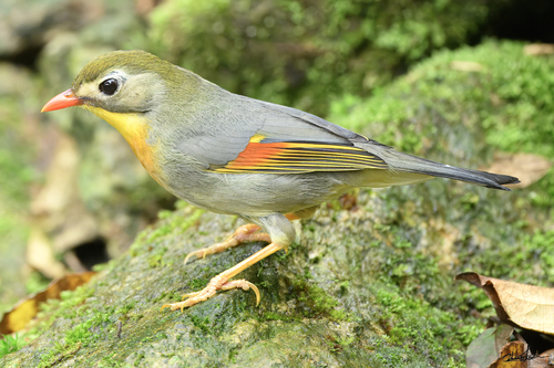 Red-billed Leiothrix