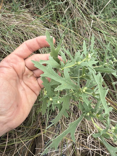 western ragweed