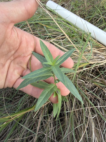 swamp milkweed