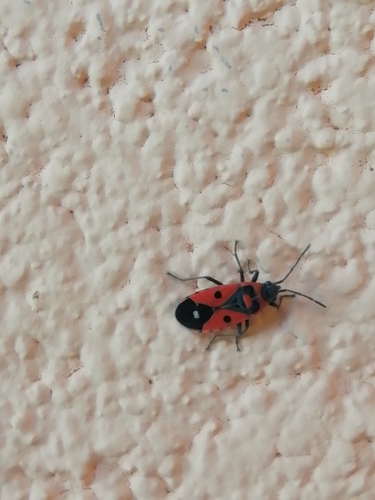 Melanocoryphus albomaculatus