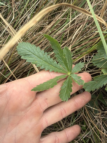sulphur cinquefoil
