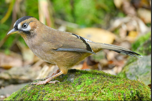 Moustached Laughingthrush