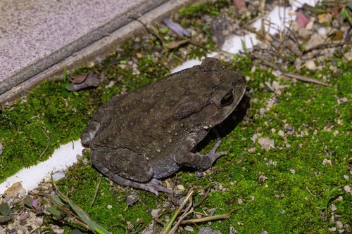 Asian Common Toad