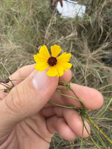 plains coreopsis