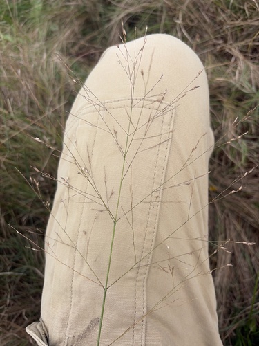 switchgrass