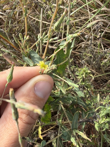 prickly lettuce