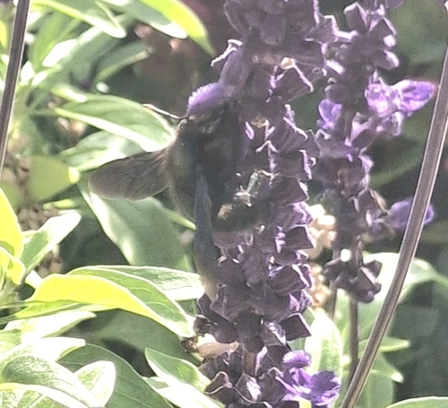 Violet Carpenter Bee