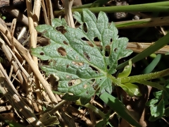 Urtica dioica dioica