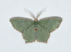 Chloropteryx tepperaria