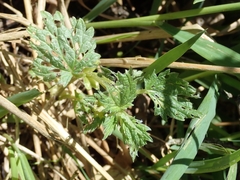 Urtica dioica dioica