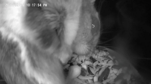 Humboldt's Flying Squirrel observed by cephalogoddess