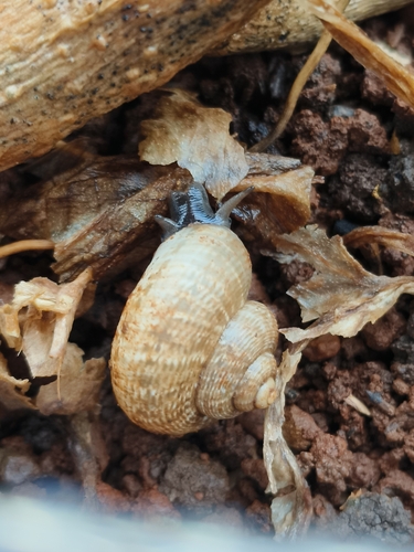 Cyclotopsis semistriata, 2026-09-28