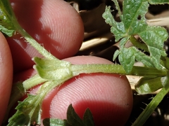 Urtica dioica dioica