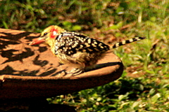 Trachyphonus erythrocephalus