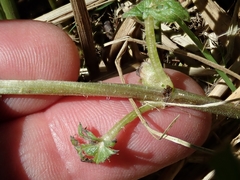 Urtica dioica dioica