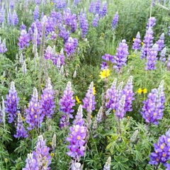 Lupinus
