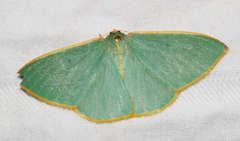Chlorocoma assimilis