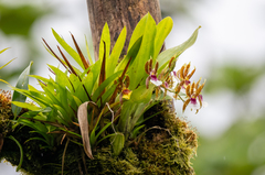 Oncidium schroederianum, photograph Forest Botial-Jarvis, CC BY, iNaturalist via GBIF