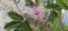 Mimosa pudica