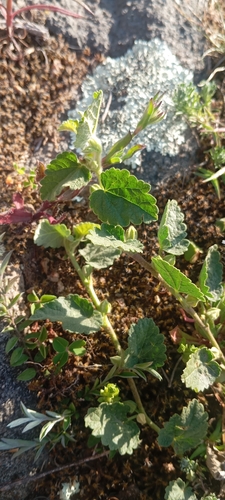 Krapovickasia flavescens