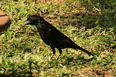 Bubalornis