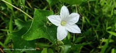 Coccinia grandis