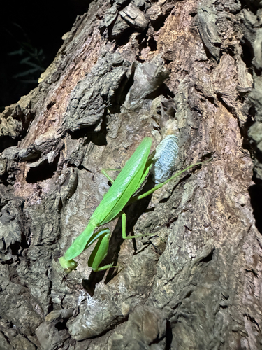 Giant Asian Mantis