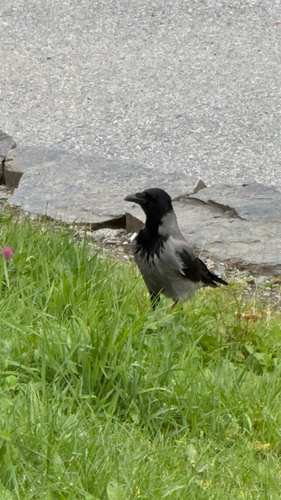 Hooded Crow