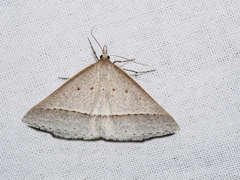 Epidesmia perfabricata