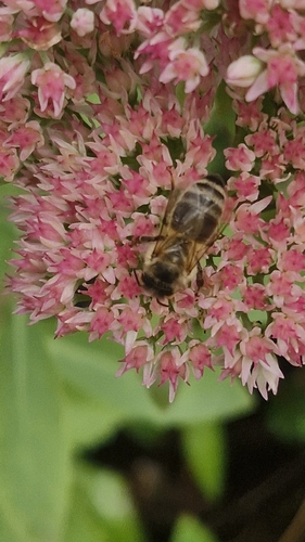 Western Honey Bee