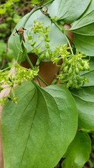 Smilax californica