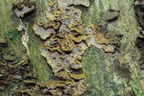 Laxitextum bicolor observed 2026-09-26