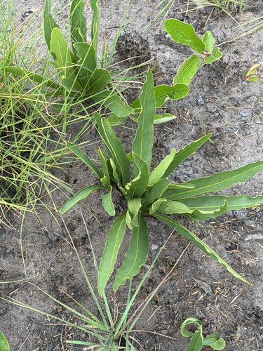 Dichapetalum observed 2026-09-28
