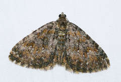 Chrysolarentia aglaodes