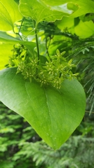 Smilax californica