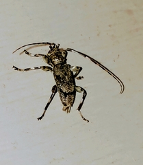 Graphisurus fasciatus