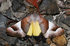 Niceteria macrocosma