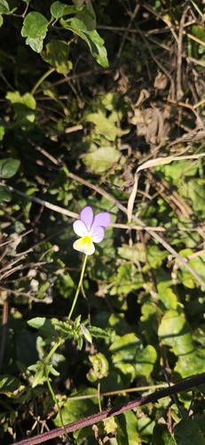Wild Pansy