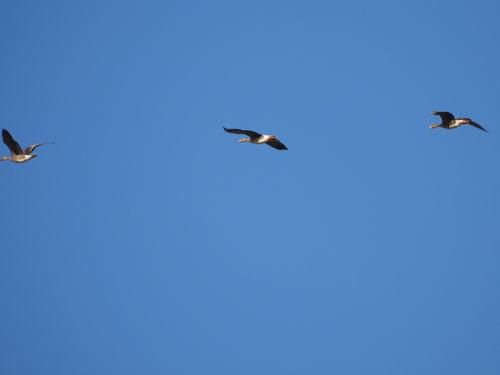 Greater White-fronted Goose