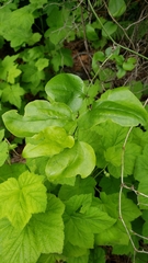 Smilax californica