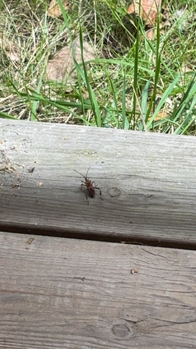Western Conifer Seed Bug